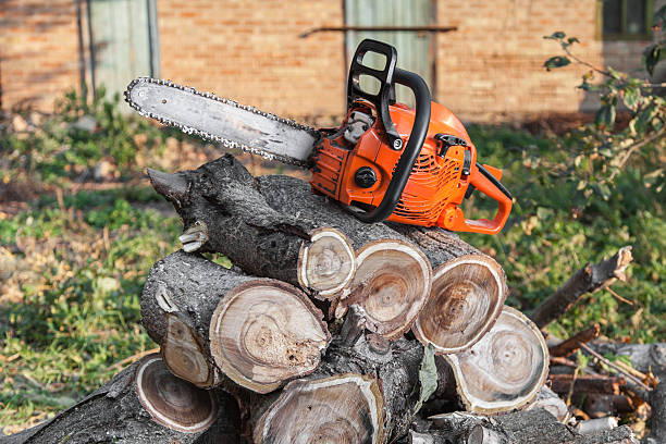 The Steps Involved in Our Tree Care Process in Mill Plain, CT